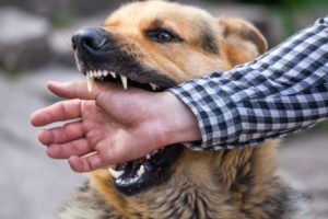 What Is the Average Payout for a Dog Bite Claim?