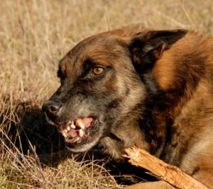 Fort Myers Dog Bite Lawyer