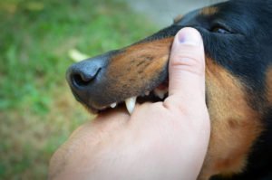 Who Is Liable if a Service Dog Bites Someone? | The Law Place Who Is Liable if a Service Dog Bites Someone?