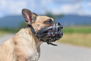 A bulldog wearing a muzzle