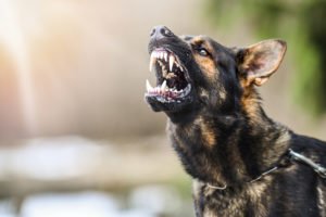 aggressive dog pulls against leash