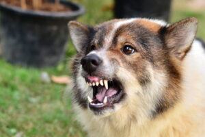 angry dog threatening to bite